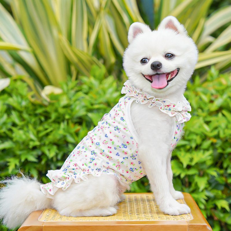 Gaun Anjing Bermotif Bunga, Pa - Summer Loving Clothing ulasan dan harga